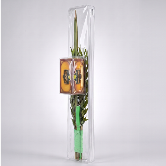 The Classic Lulav Case - clear all-in-one lulav and esrog case standing upright